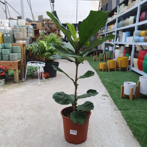 פיקוס כינורי. משתלת מרמלשטיין