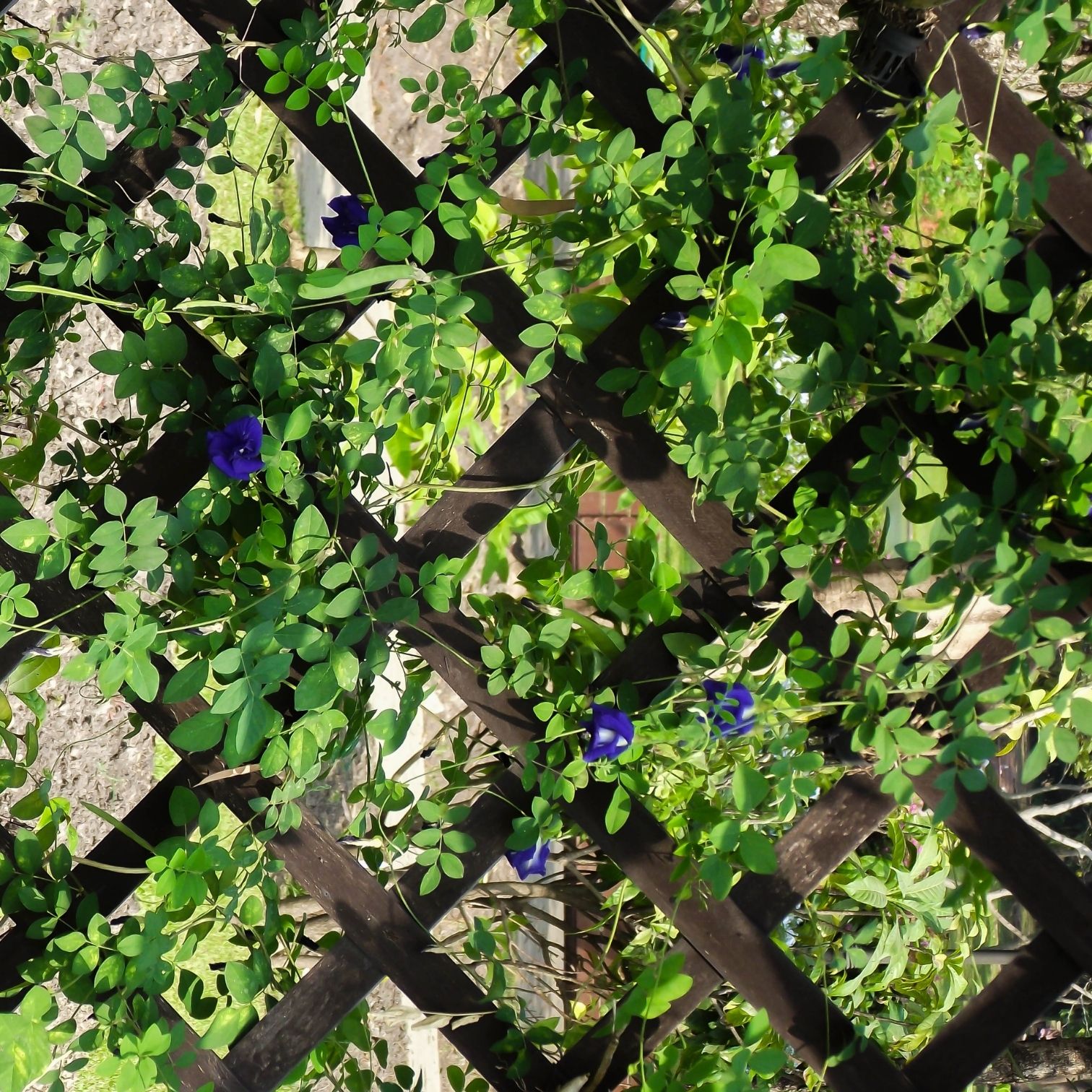 קירות ירוקים | צמחייה חיה | צמחייה מלאכותית