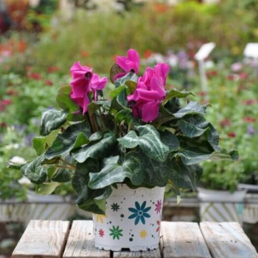 רקפות – מידע וטיפים לטיפול וגידול