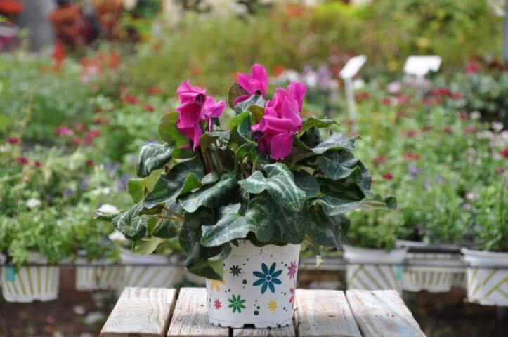 רקפות | רקפת