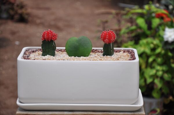 ניתן להוסיף דבש- 400 גרם דבש בייצור ישראלי של  'דבש מובשוביץ'- מכוורת בוטיק משפחתית דבש דבורים טהור שמיוצר תוך הקפדה על איכותו הדבש לא עבר חימום כדי לשמור על ערכיו התזונתיים