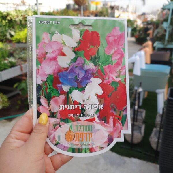 זרעים של אפונה ריחנית