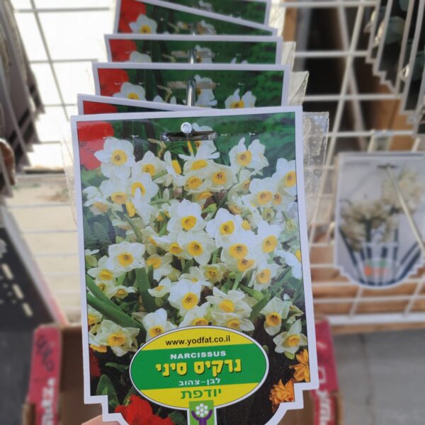 פקעת של נרקיס סיני