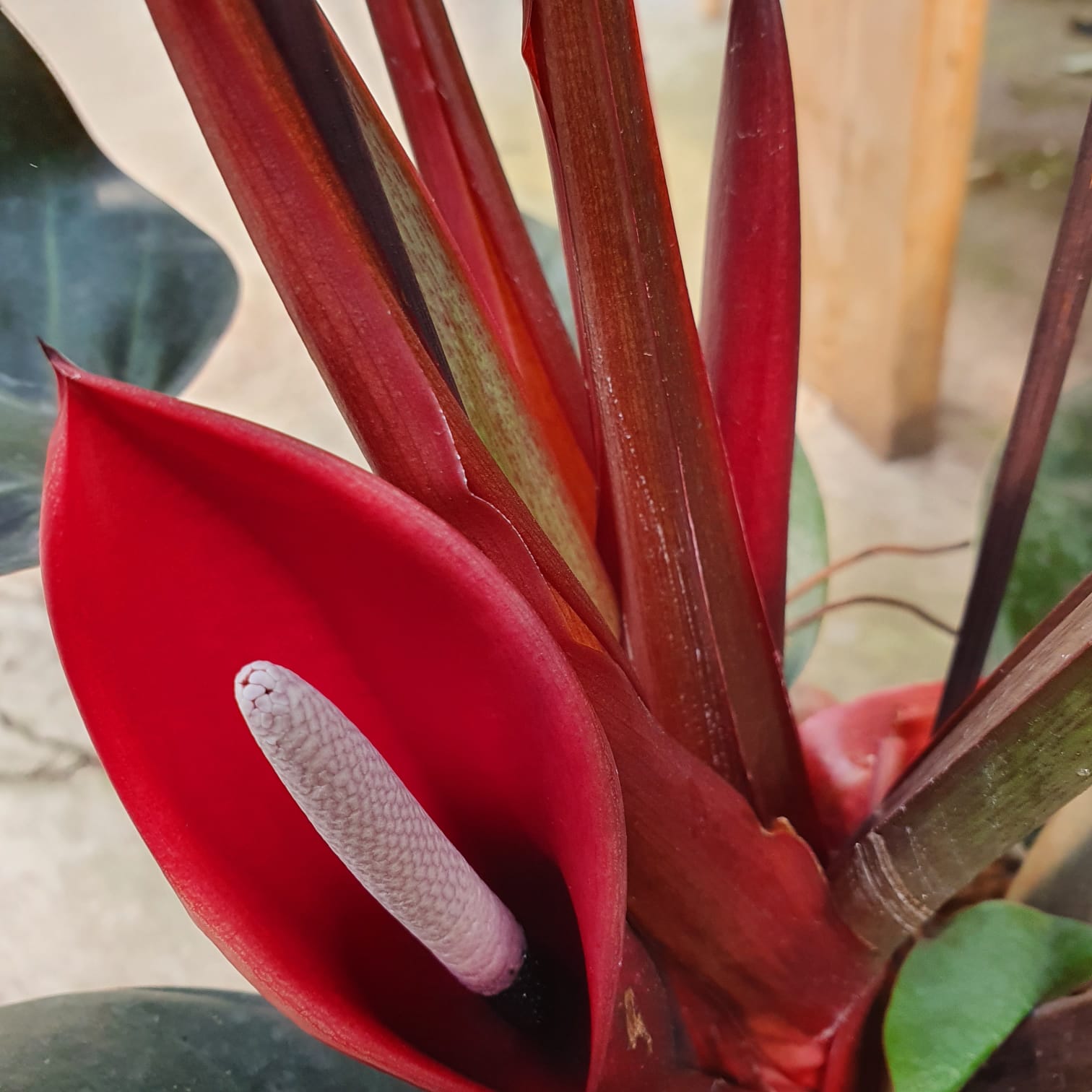 פילדנדרום אימפריאל רד