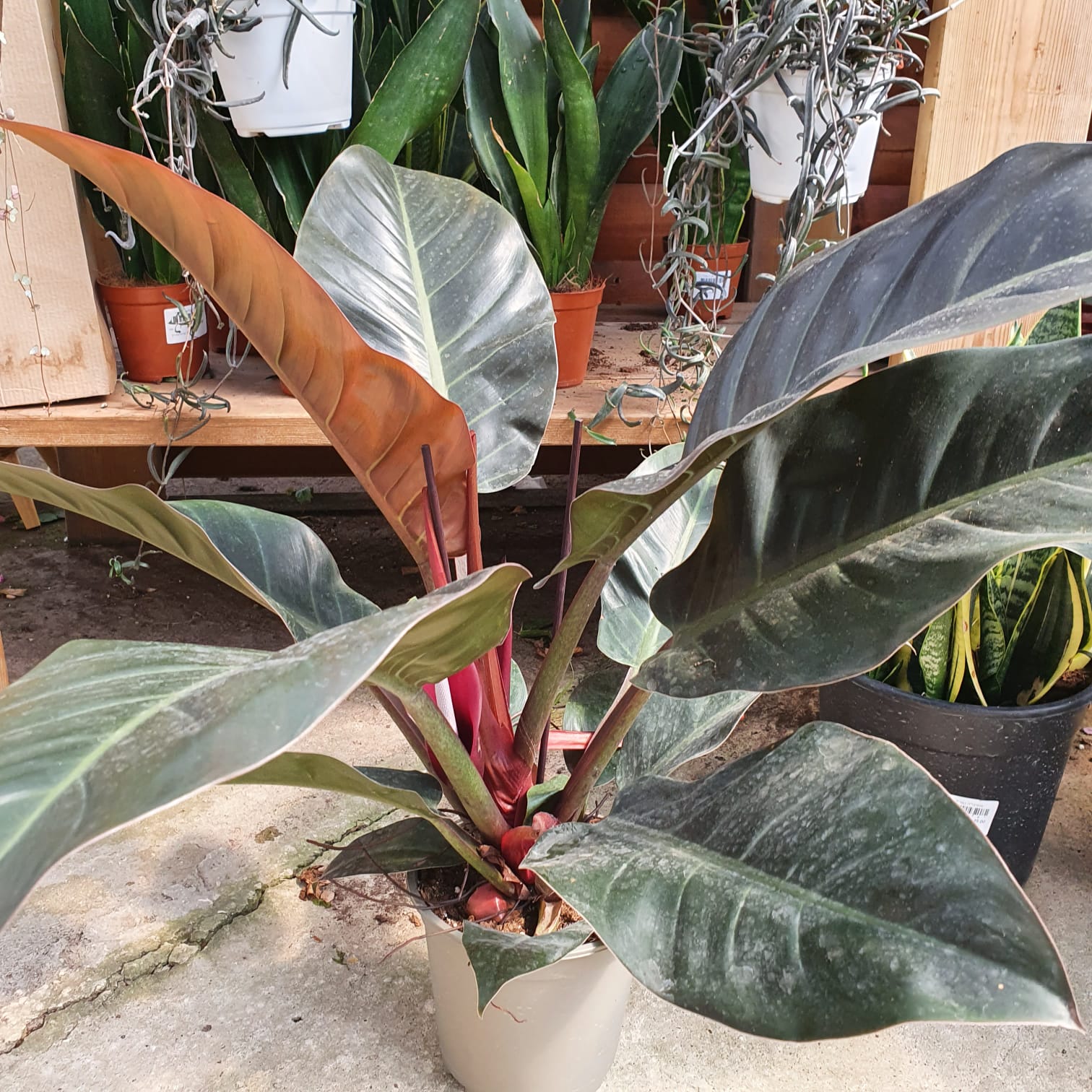 פילדנדרום אימפריאל רד