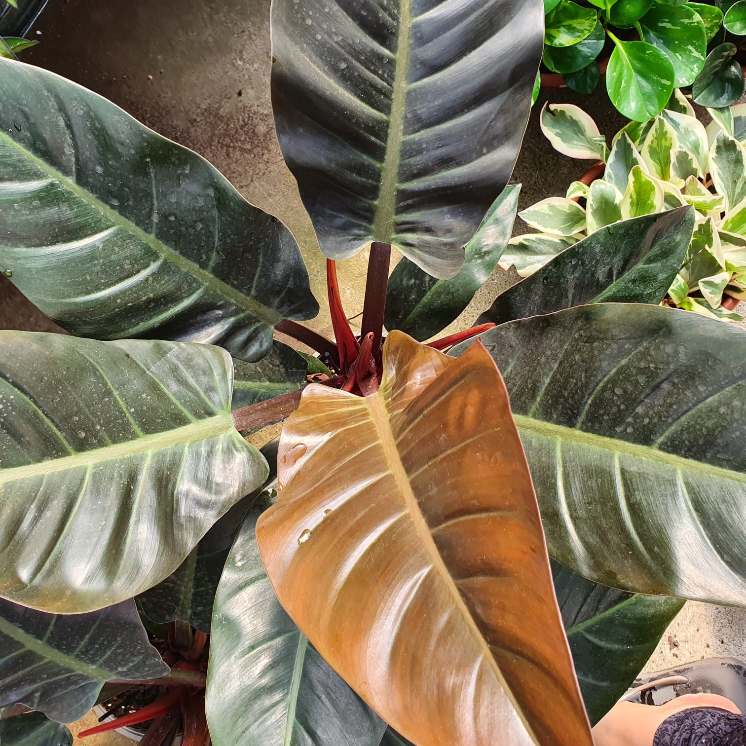 פילדנדרום אימפריאל רד