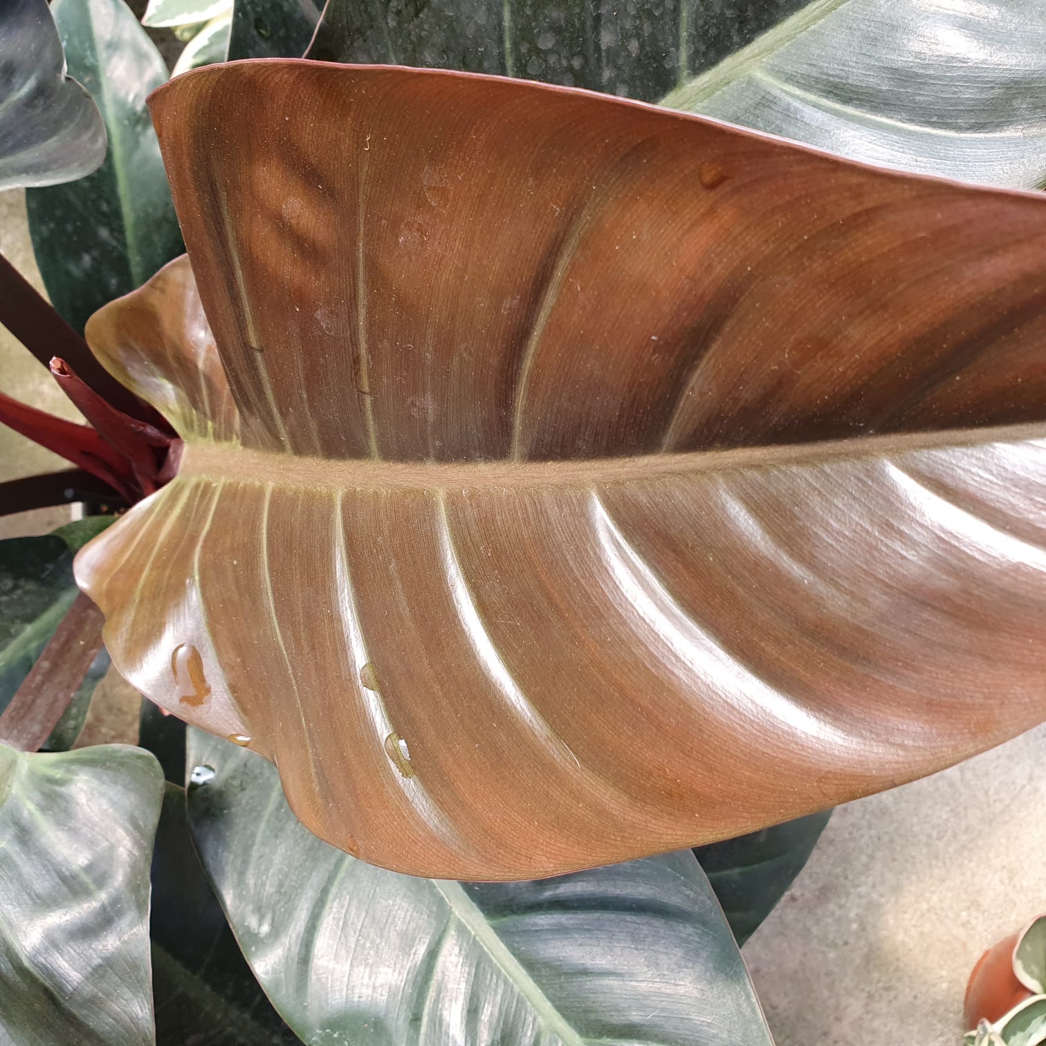 פילדנדרום אימפריאל רד