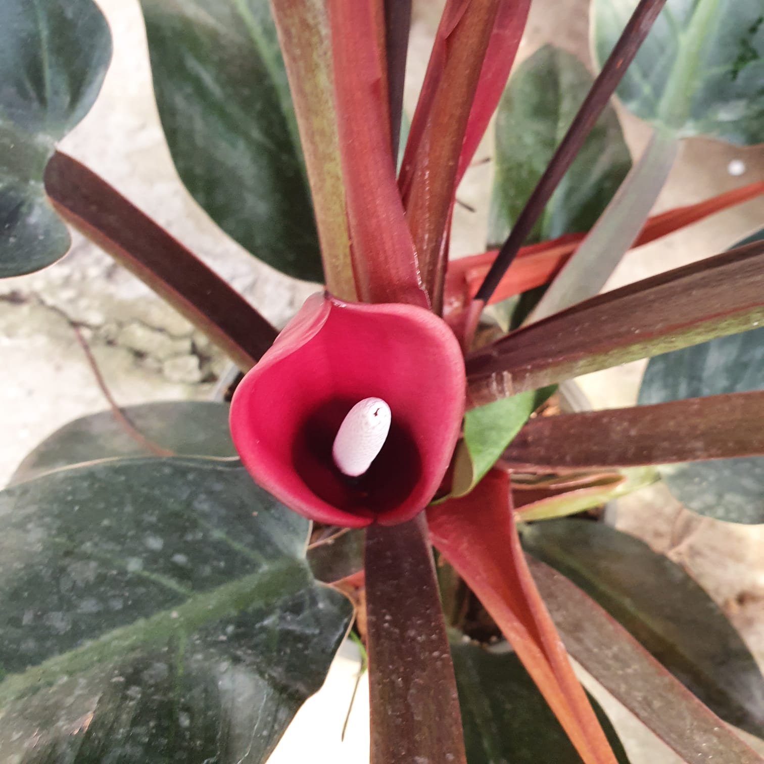 פילדנדרום אימפריאל רד