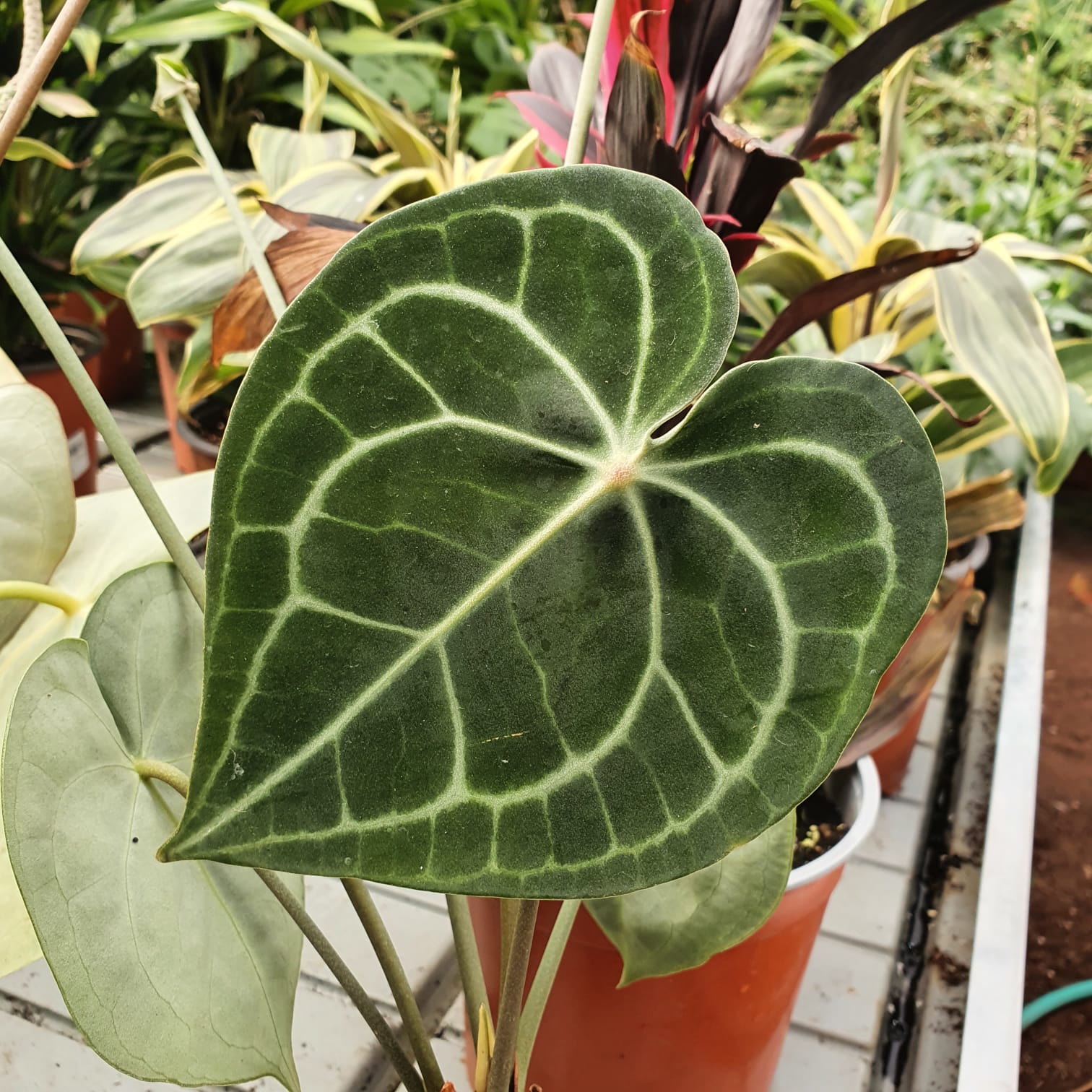 אנטוריום קלרינרביום