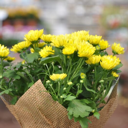 הזמנת משלוחי פרחים – מתי מזמינים, איך מזמינים ולאיזה אירוע