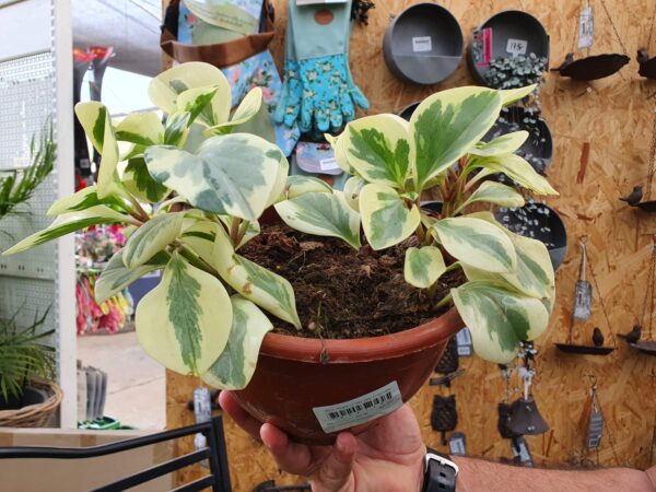 פפרומיה מגניפוליה לבנה