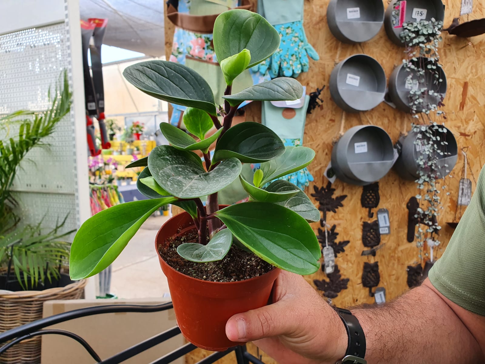 פפרומיה הקניון האדום