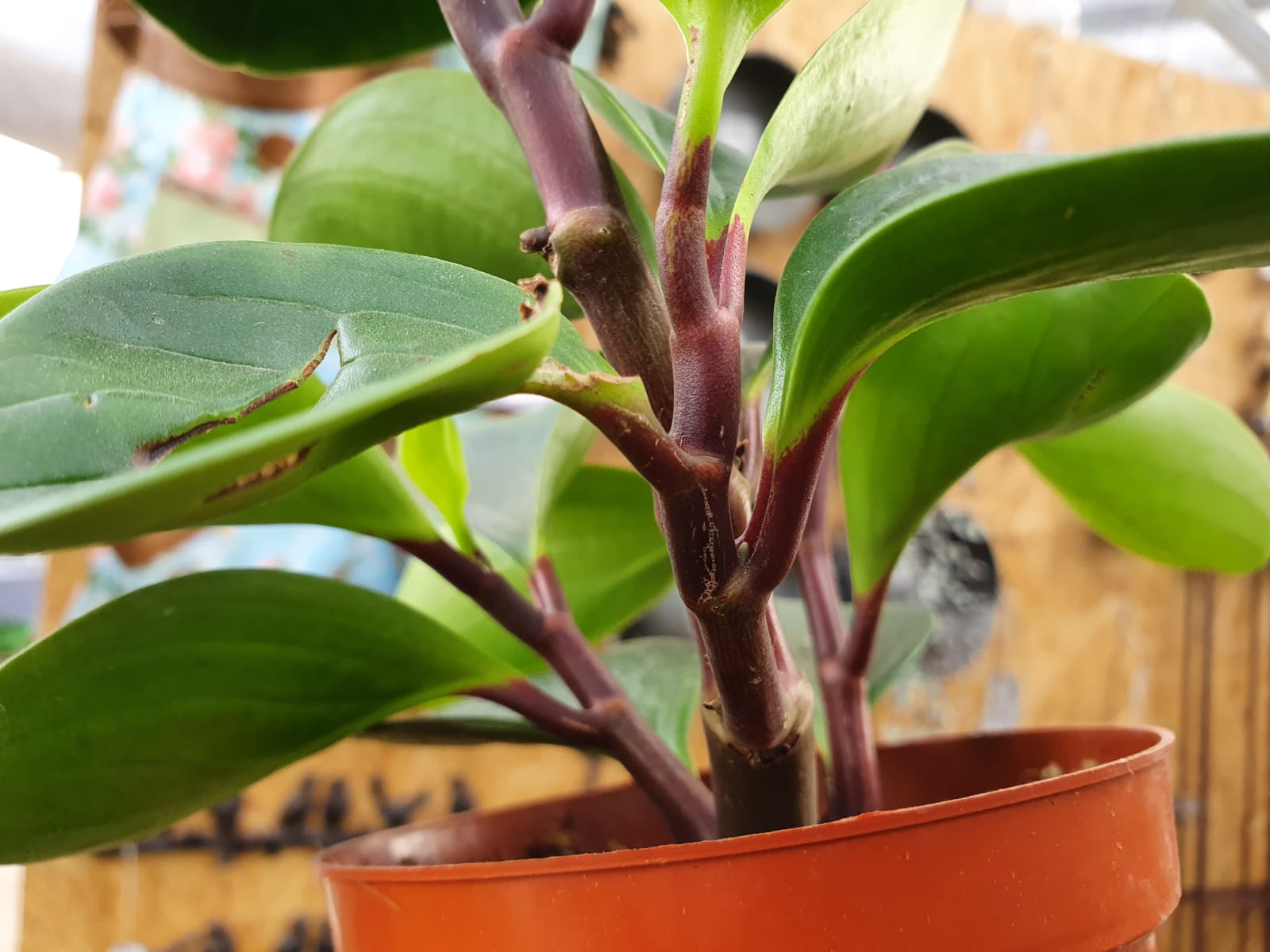 פפרומיה הקניון האדום גבעול