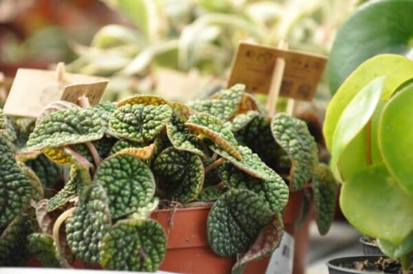 משפחת הפפרומיות