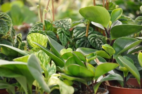 משפחת הפפרומיות