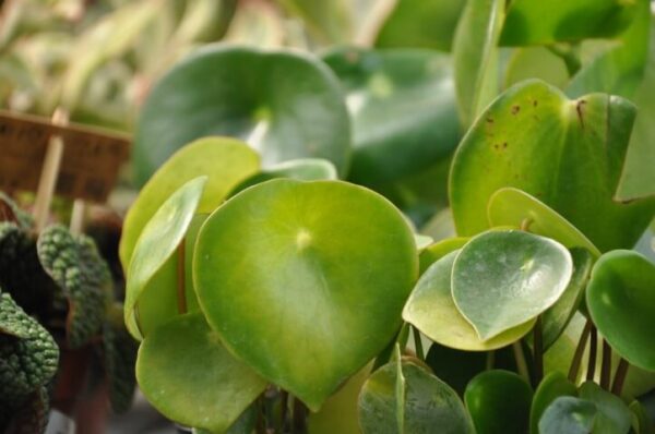 פפרומיות (3)