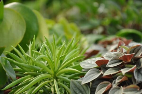 משפחת הפפרומיות