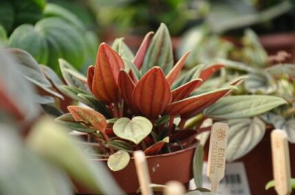 משפחת הפפרומיות