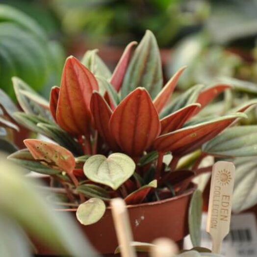 משפחת הפפרומיות