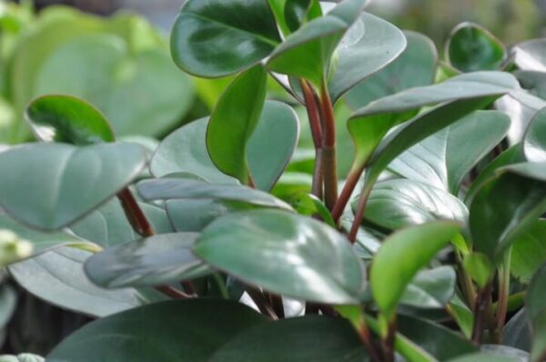 תמונה של פפרומיה