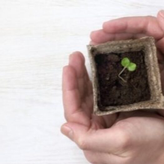 גינון מנקודת מבט אקולוגית