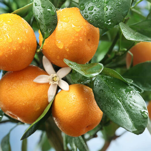 פירות מתפוצצים / מתבקעים