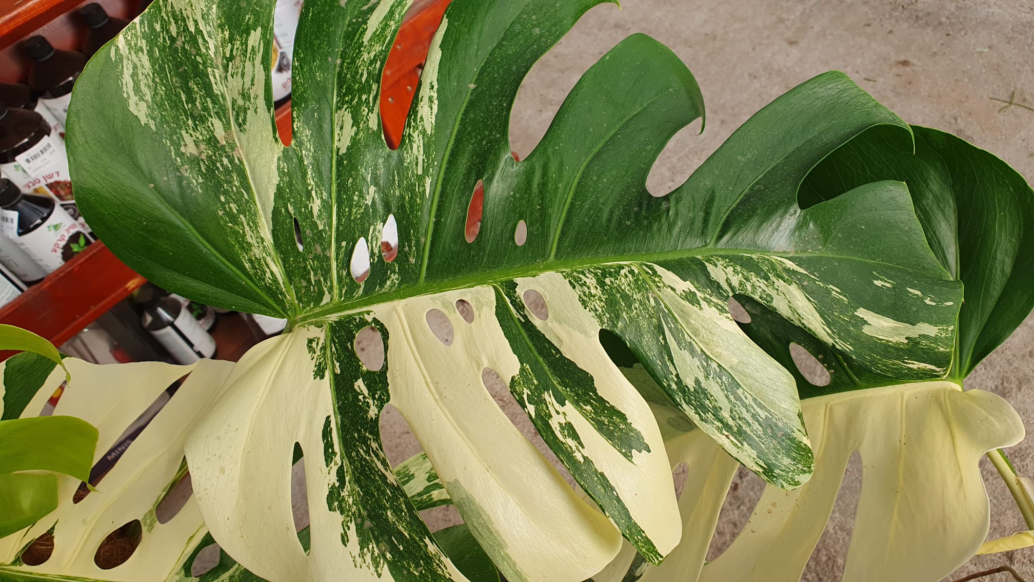 מונסטרה אלבו