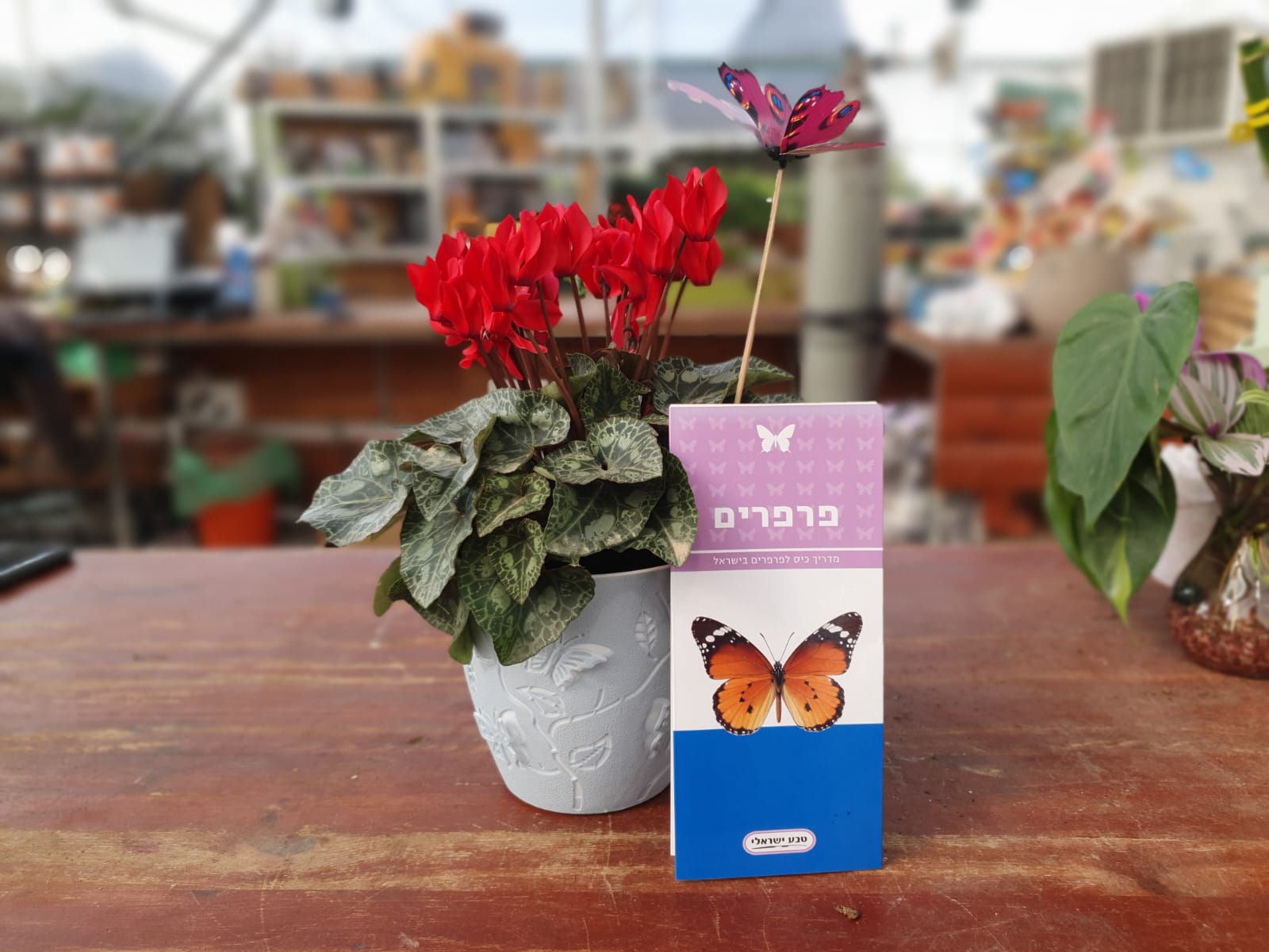 מארז פרפרים