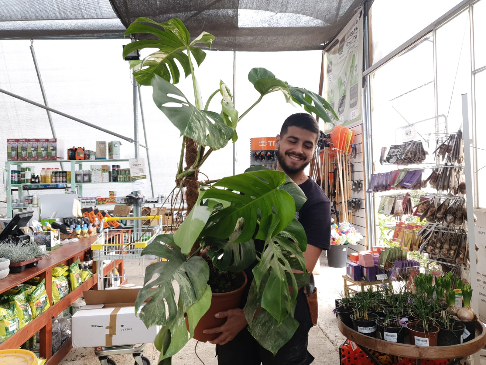 מוסטרה אלבו