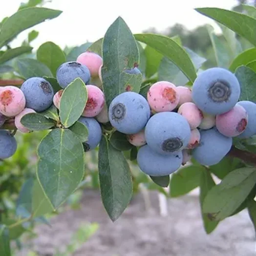 המדריך של מורדי לגידול אוכמניות