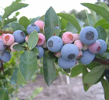 גידול אוכמניות