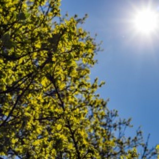 עצים ופרחים לשתילה בעונת הקיץ