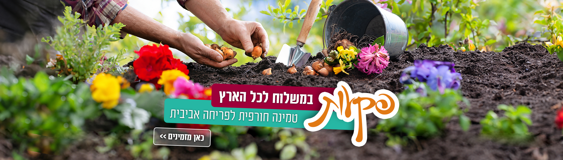 פקעות במשלוחים 