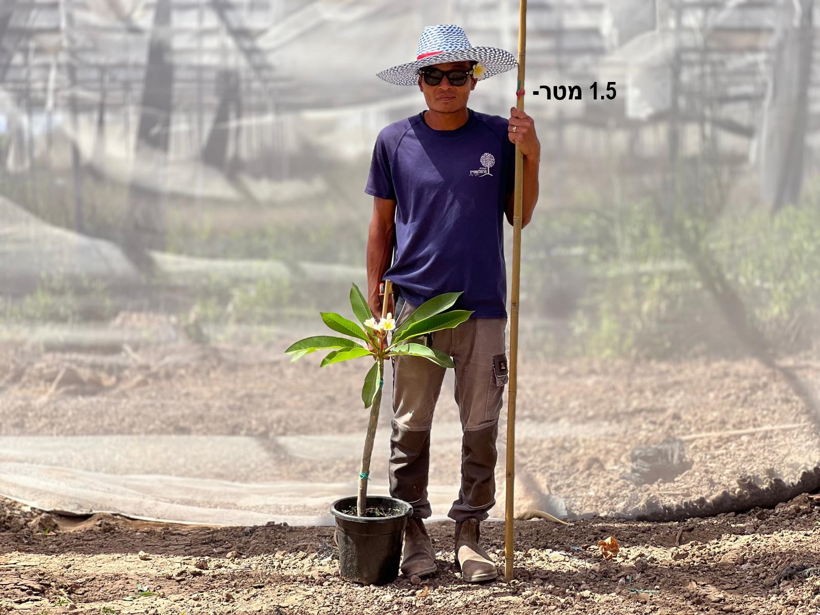 פיטנה 10 ליטר