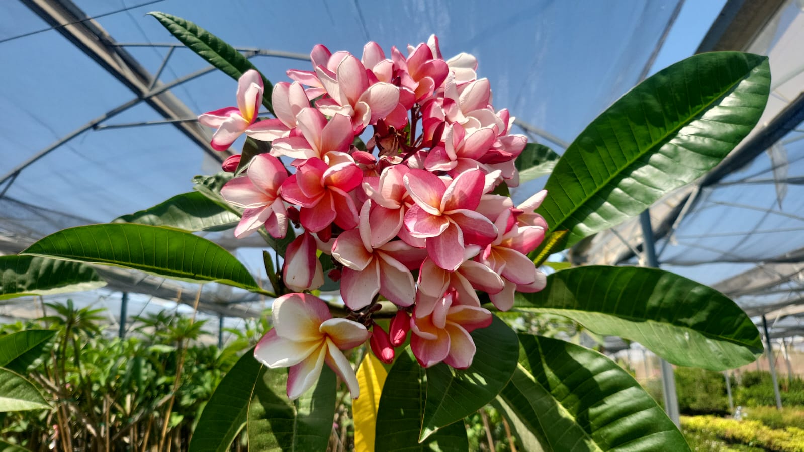 WhatsApp Image 2024-06-04 at 11.29.15