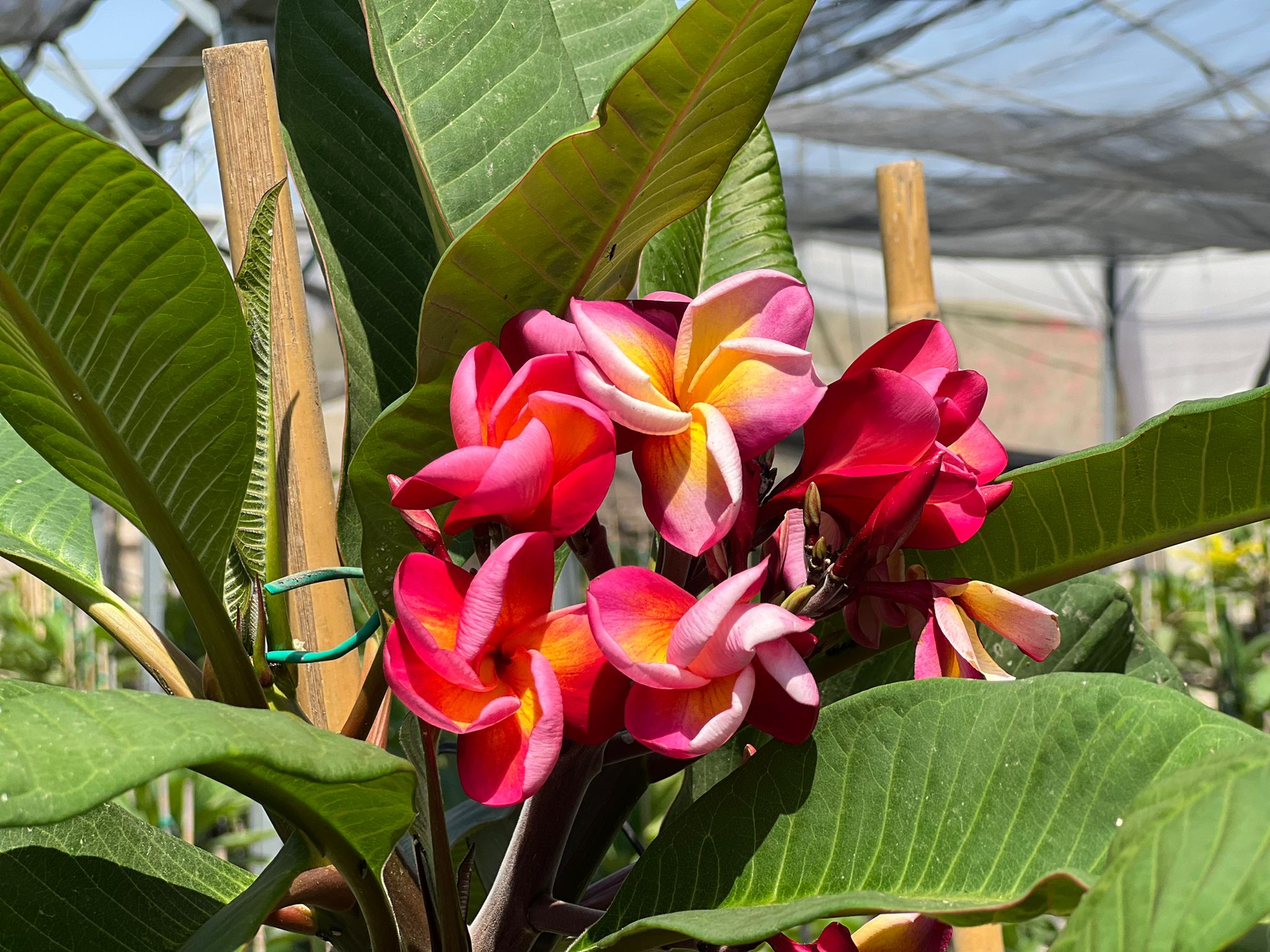 WhatsApp Image 2024-06-05 at 11.46.45 (1)