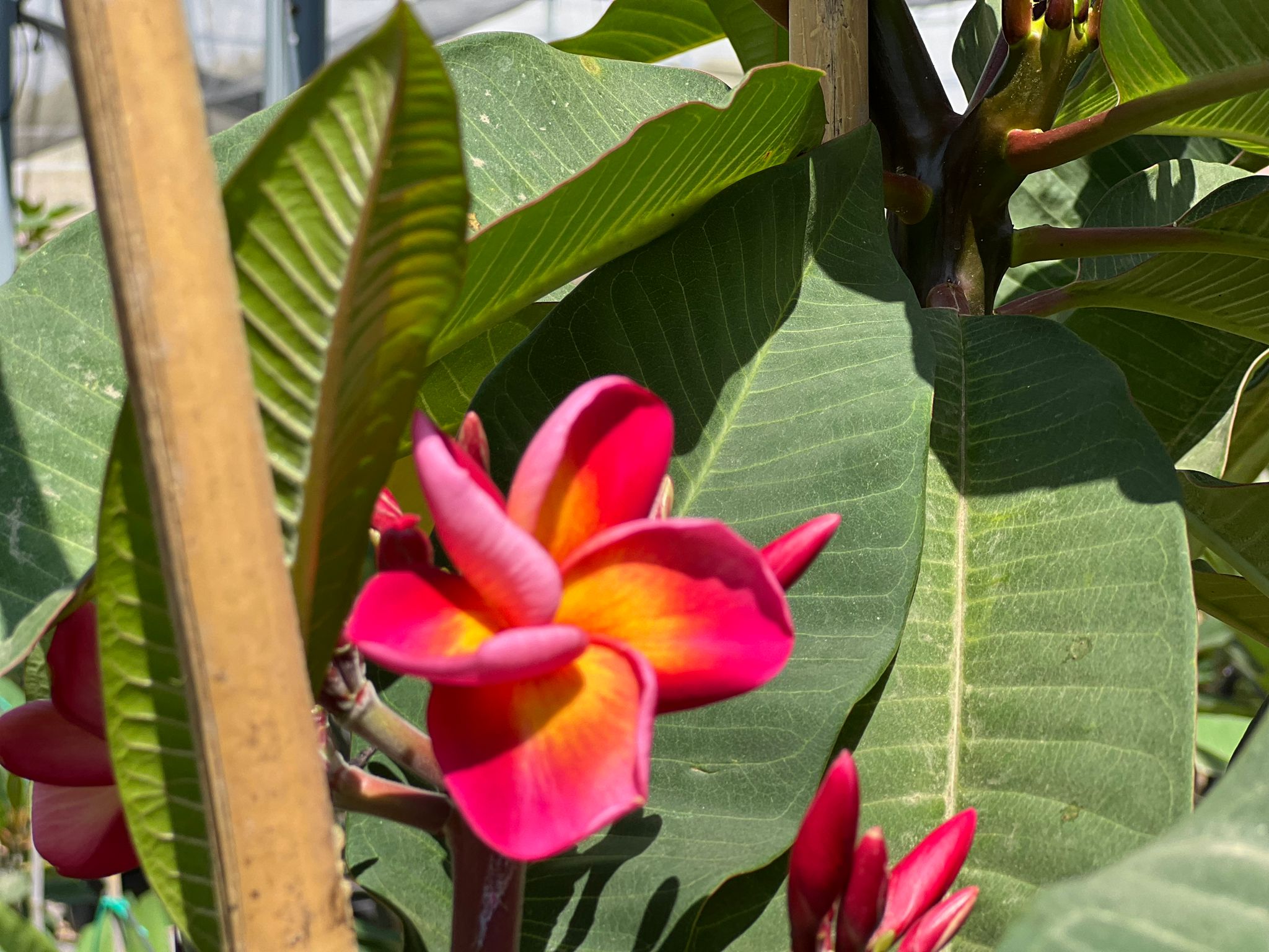 WhatsApp Image 2024-06-05 at 11.46.45 (2)