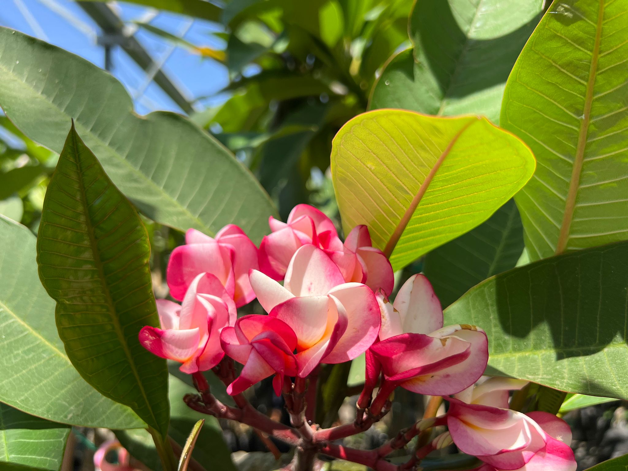 WhatsApp Image 2024-06-05 at 11.46.45