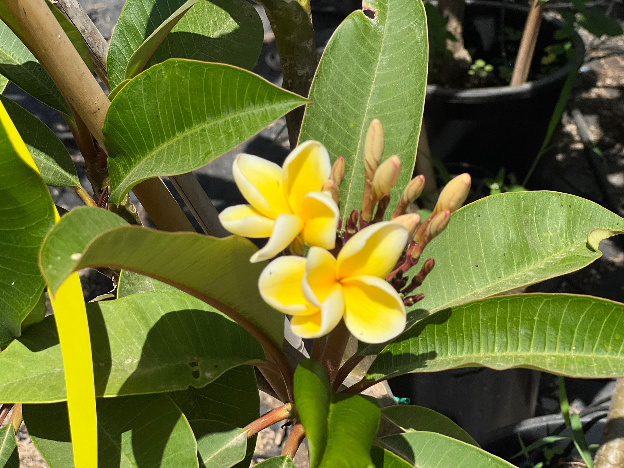 WhatsApp Image 2024-06-05 at 11.46.46 (1)