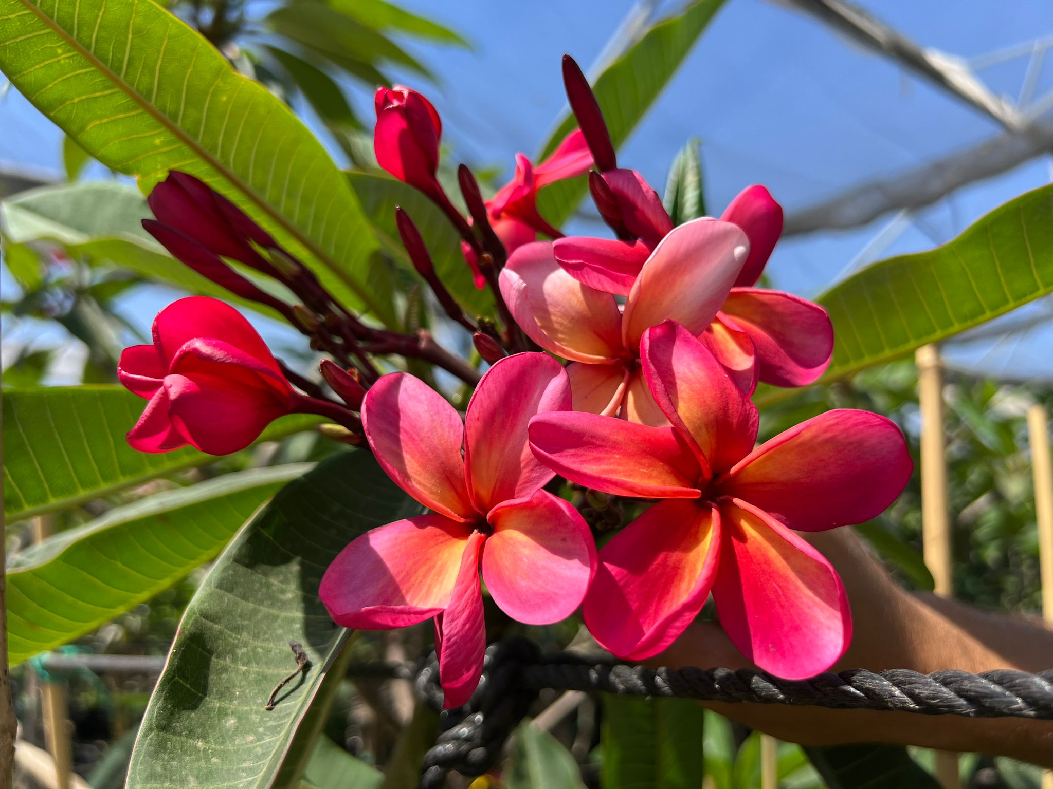 פיטנה 10 ליטר