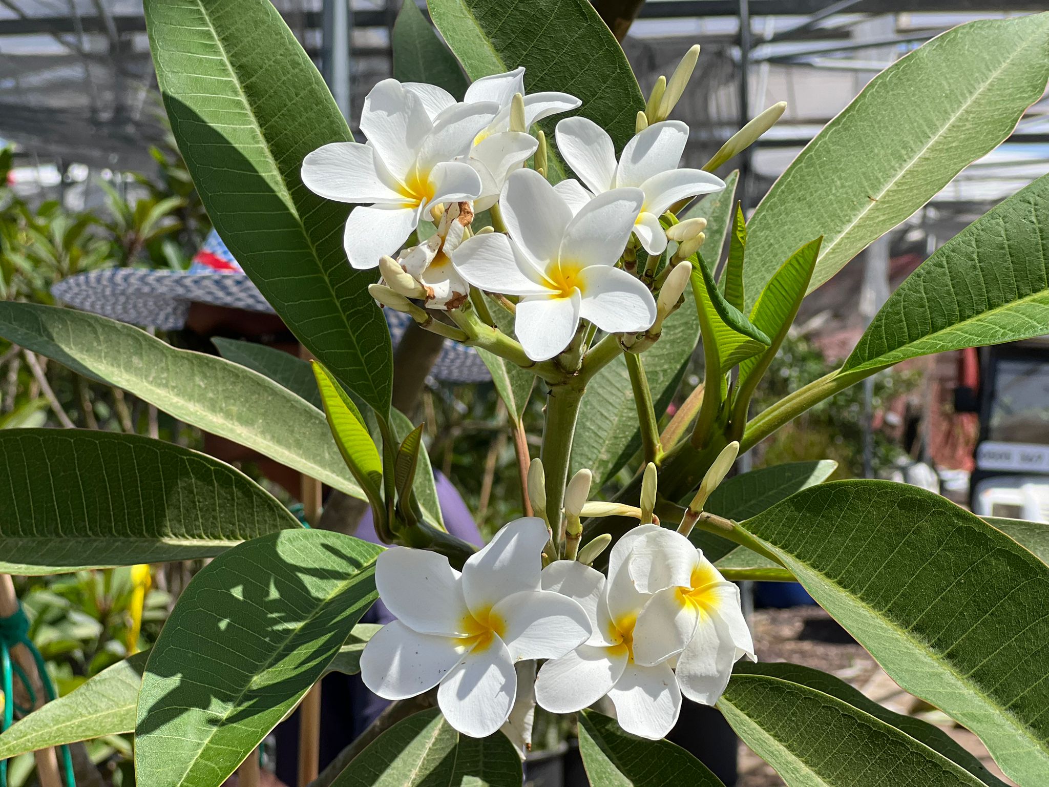 WhatsApp Image 2024-06-05 at 11.46.47