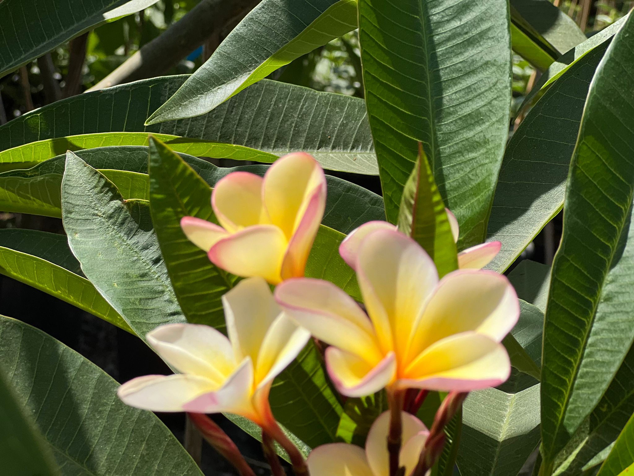 WhatsApp Image 2024-06-05 at 11.46.48 (1)