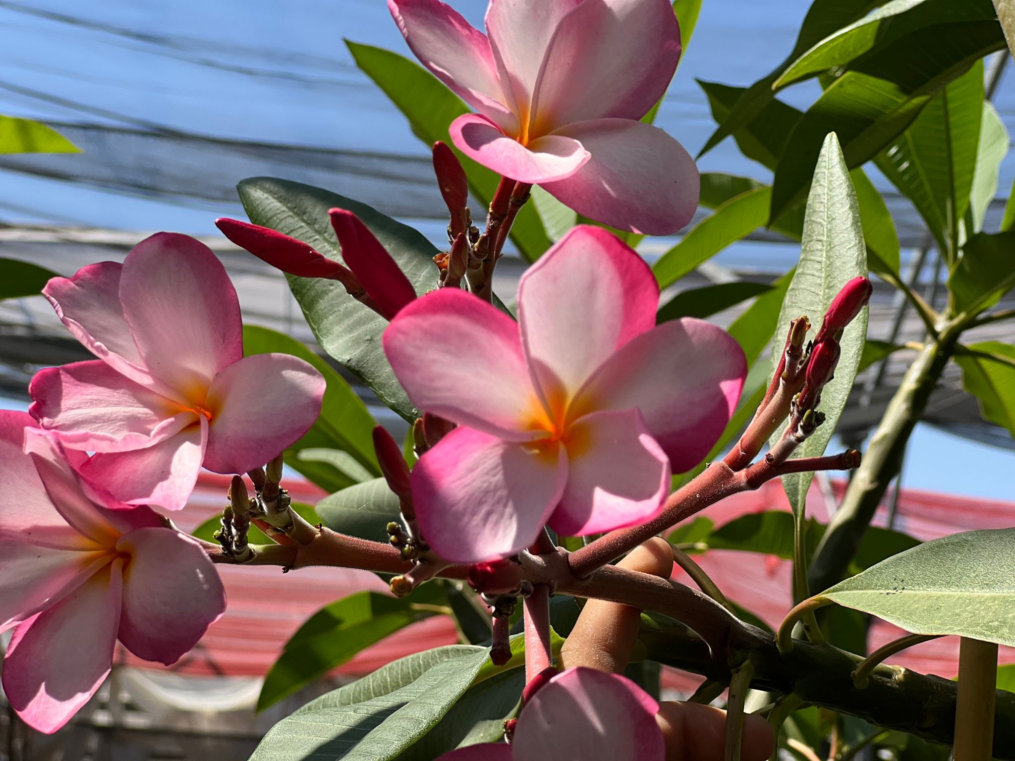 WhatsApp Image 2024-06-05 at 11.46.48