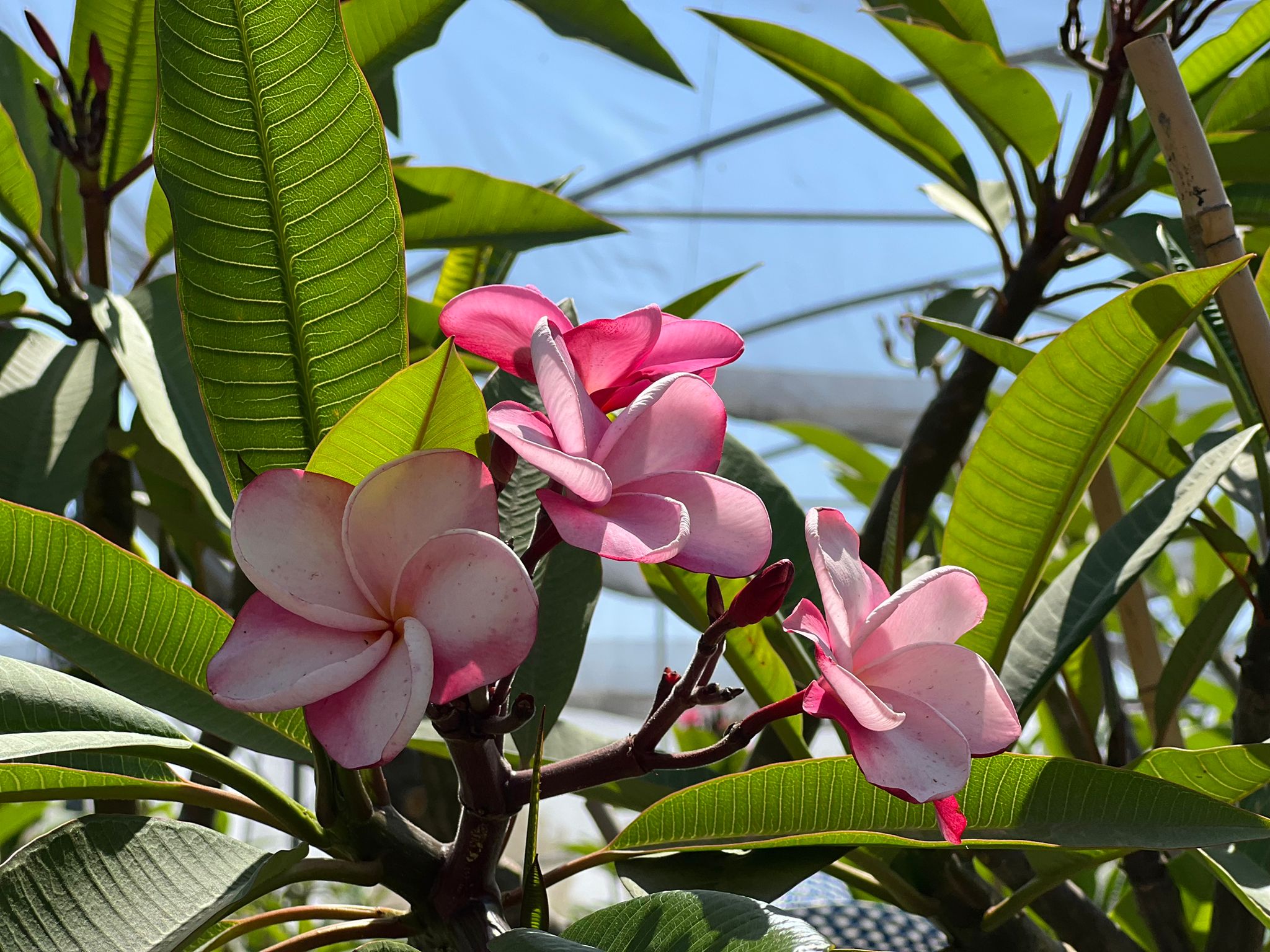 WhatsApp Image 2024-06-05 at 11.46.50 (1)