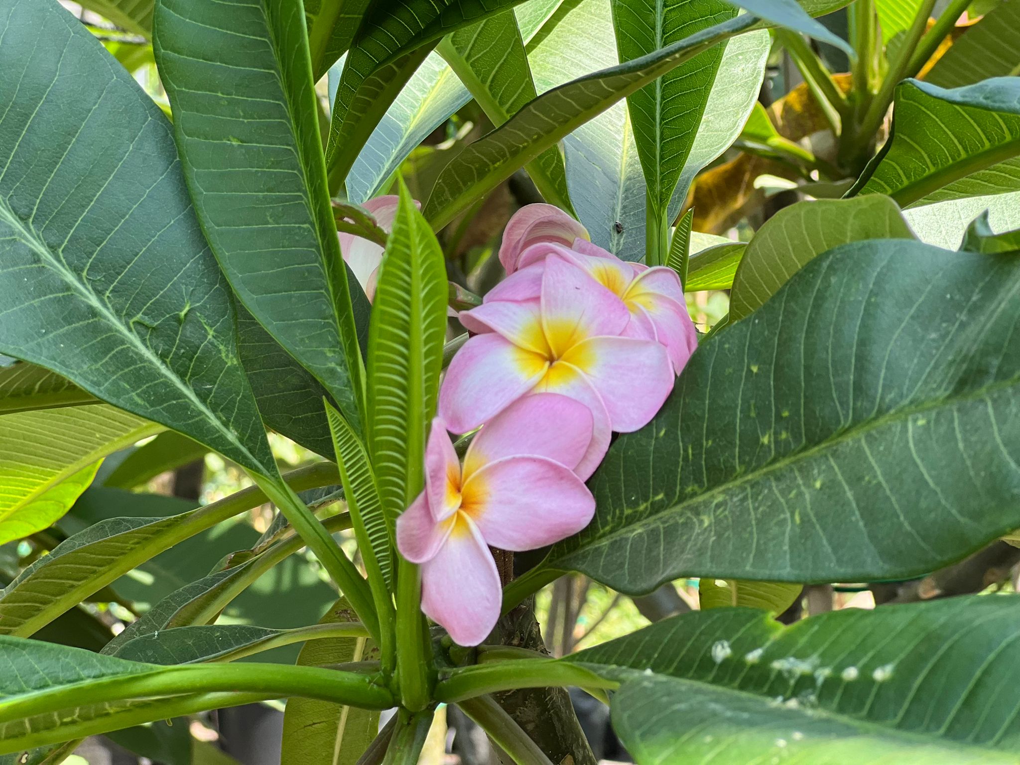 WhatsApp Image 2024-06-05 at 11.46.50