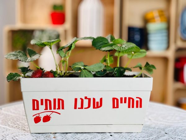 אדנית החיים שלנו תותים