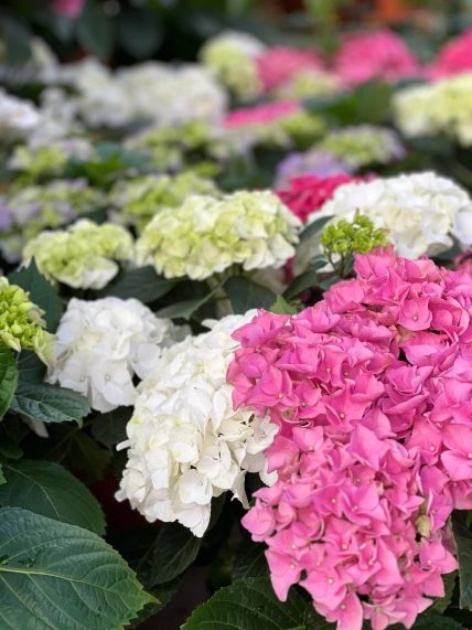 עקבו אחרינו ברשתות החברתיות