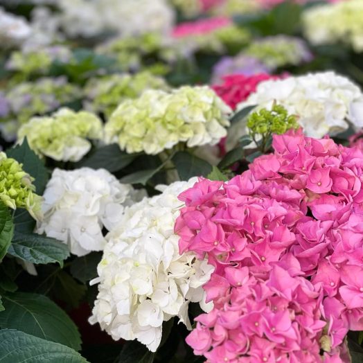 עקבו אחרינו ברשתות החברתיות