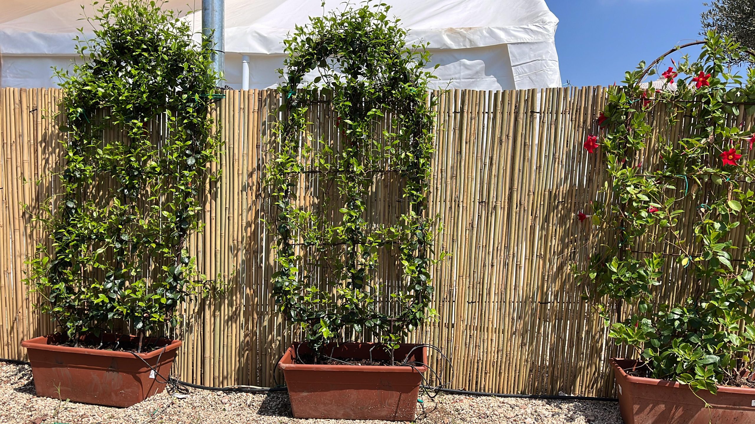 WhatsApp Image 2024-04-12 at 11.07.37