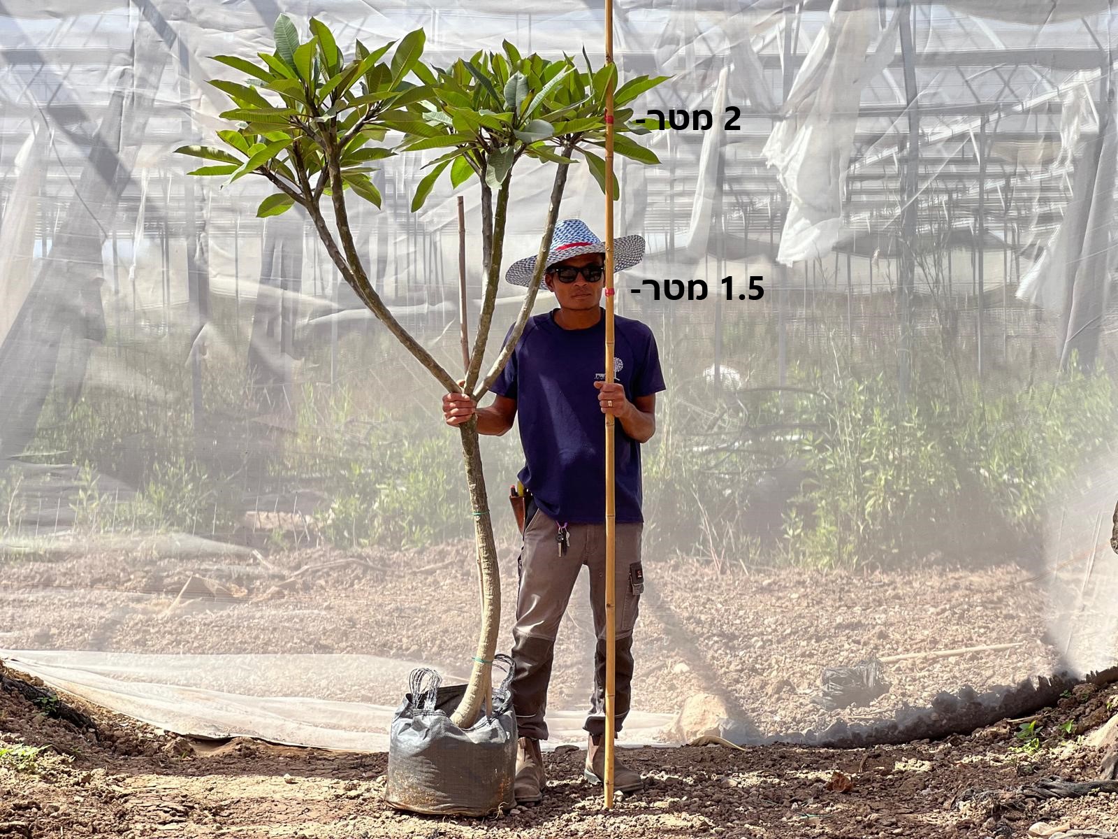 2.5 מטר מפוצל מיוחדים פיטנה (פלומריה ריחנית) 2.5 מטר מפוצל מיוחדים פיטנה (פלומריה ריחנית)